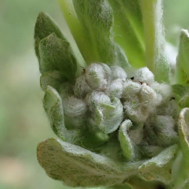 Bombycilaena erecta — flower