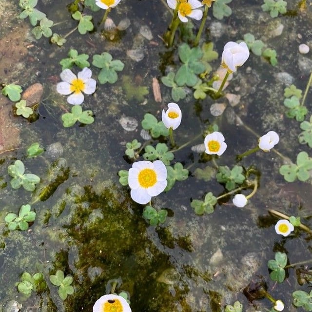 Ranunculus peltatus — flower