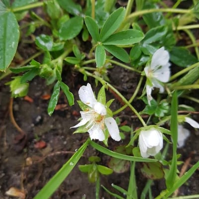 Potentilla alba — flower