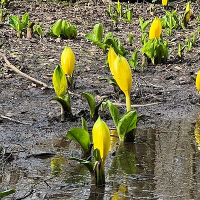 Lysichiton americanus — flower