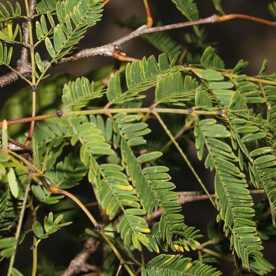 Lysiloma divaricatum — leaf