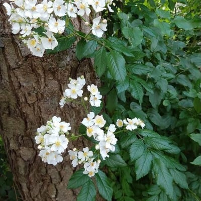 Rosa multiflora — flower