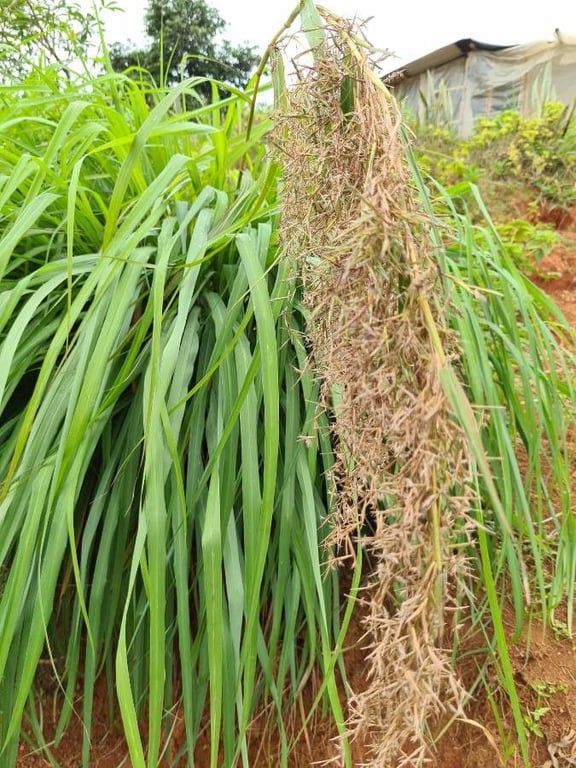 Giant turpentine grass