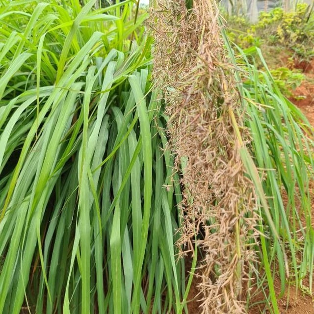 Giant turpentine grass