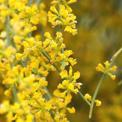 Retama sphaerocarpa — flower