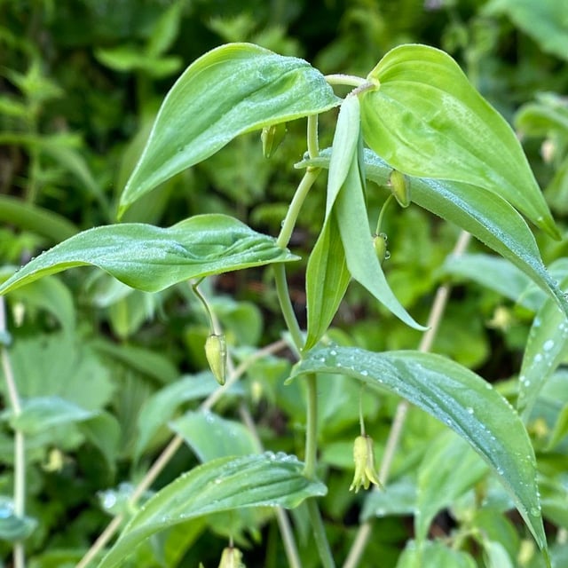 Streptopus amplexifolius — flower