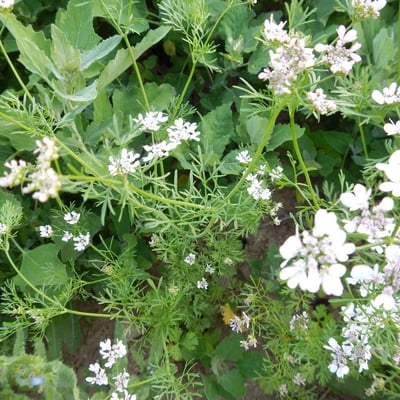 Bunium bulbocastanum — flower