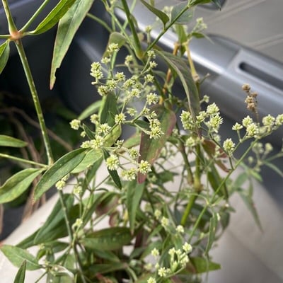 Achyrocline satureioides — flower