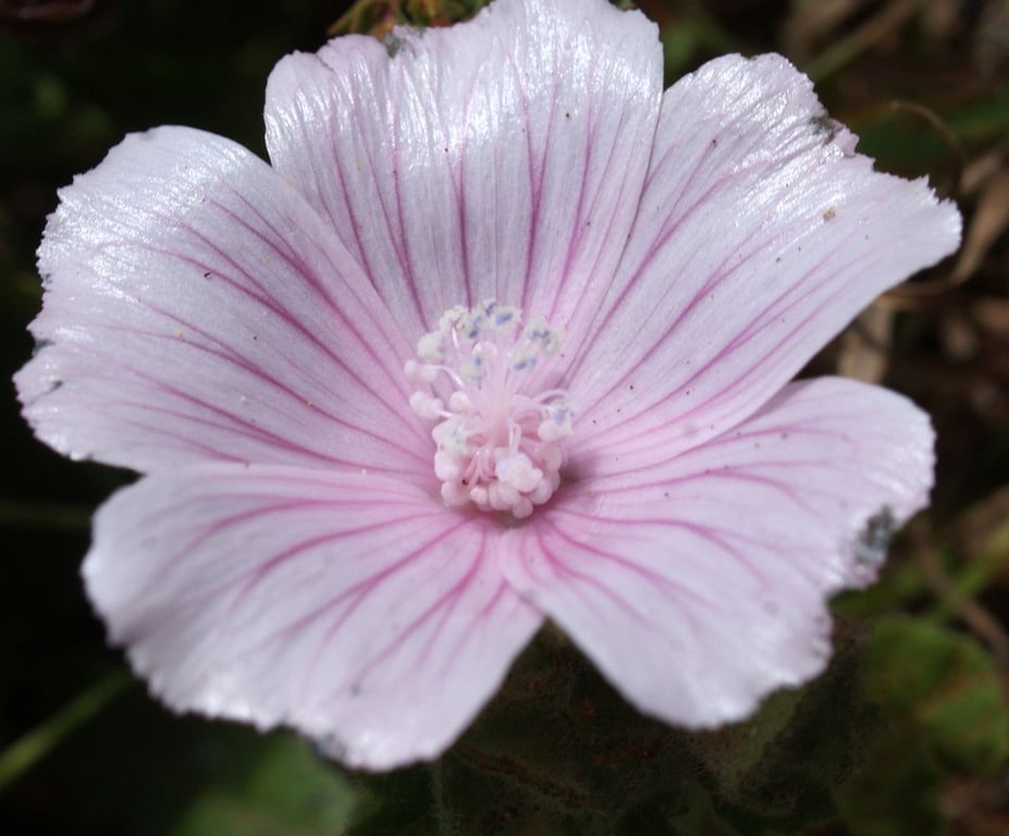 Malva hispanica