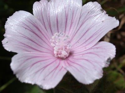 Malva hispanica