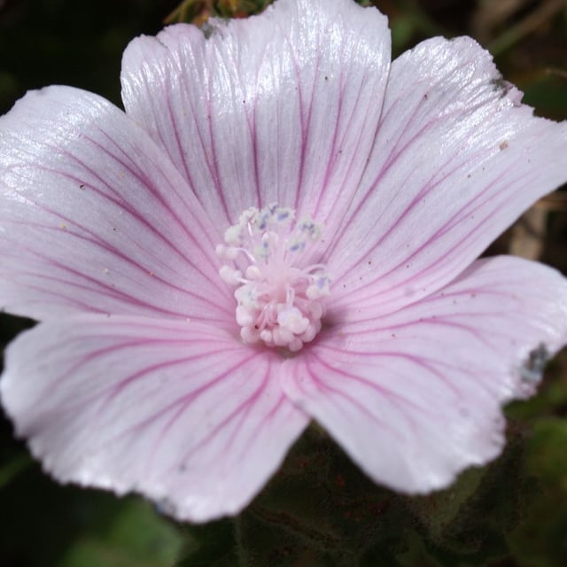 Malva hispanica