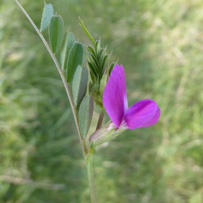 Vicia pyrenaica — flower