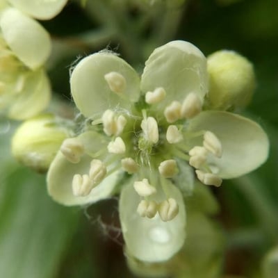 Cormus domestica — flower