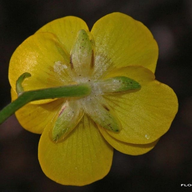 Ranunculus serpens — flower