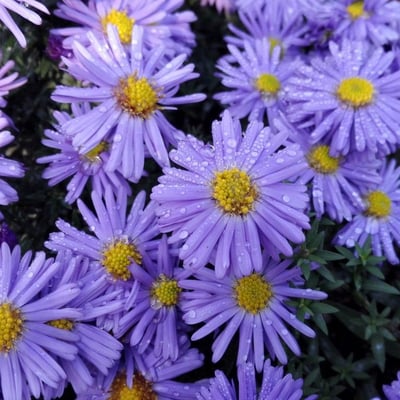 Symphyotrichum laeve — flower