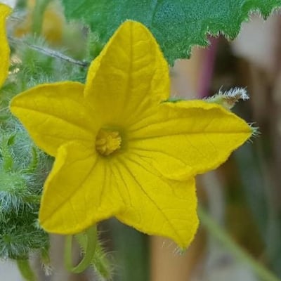 Cucumis sativus — flower