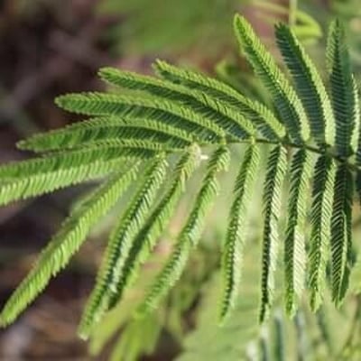 Mimosa tenuiflora — leaf