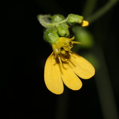 Milleria quinqueflora — flower
