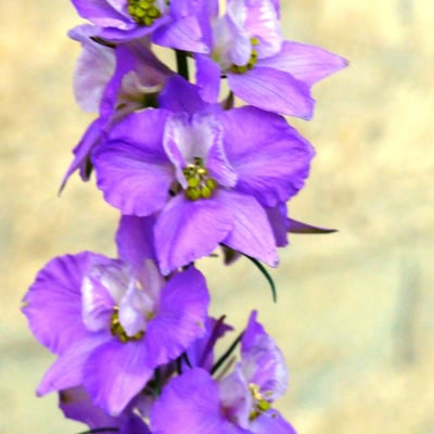 Delphinium halteratum — flower