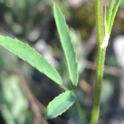 Melilotus neapolitanus — leaf
