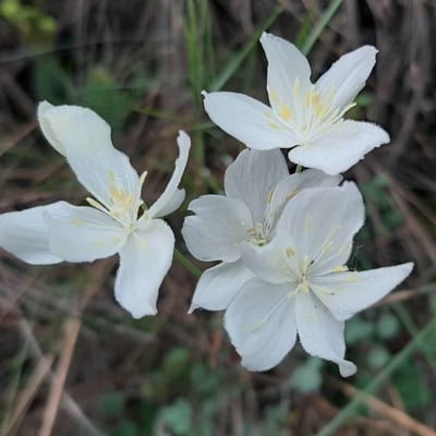 Thalictrum tuberosum — flower