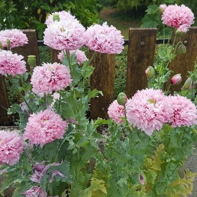 Papaver somniferum — flower