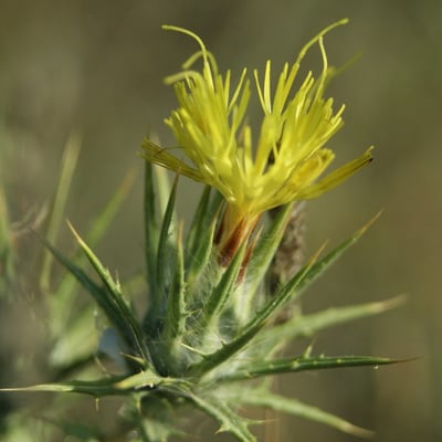Centaurea melitensis — flower