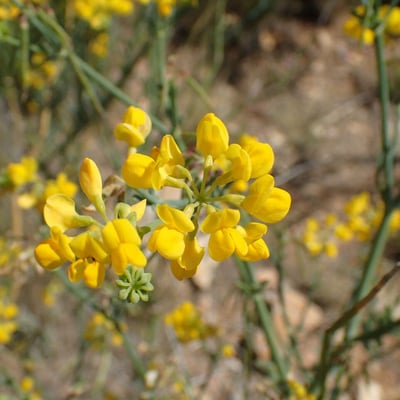 Coronilla juncea — flower