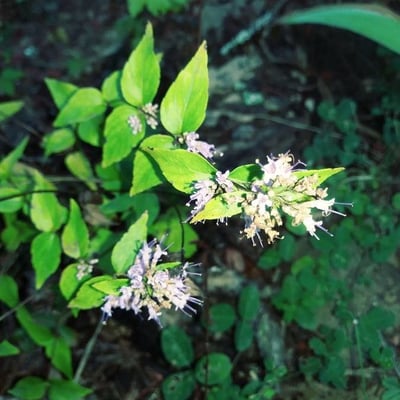 Cunila origanoides — flower