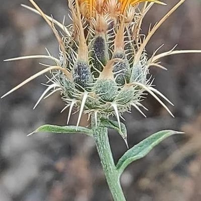 Centaurea melitensis — flower