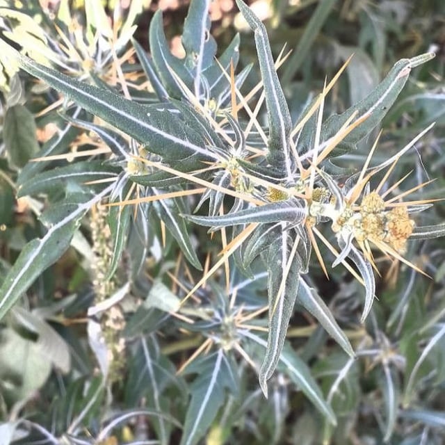 Xanthium spinosum — flower