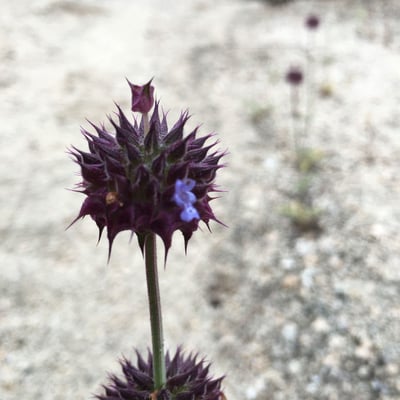 Salvia columbariae — flower