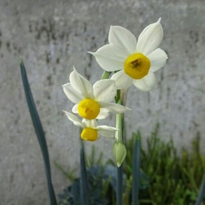 Narcissus tazetta — flower