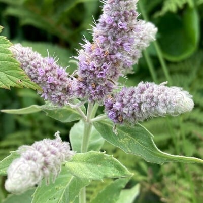 Mentha longifolia — flower
