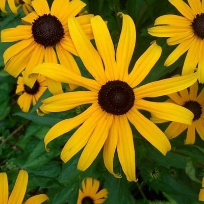 Rudbeckia fulgida — flower