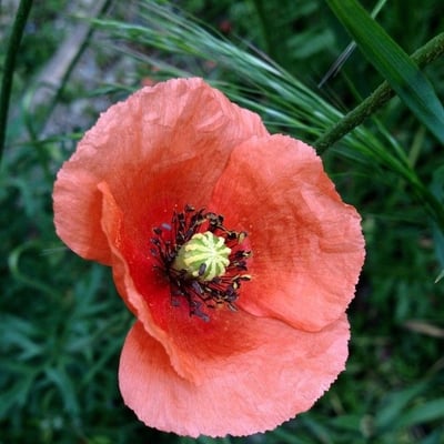 Papaver dubium — flower