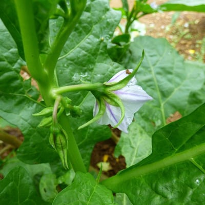 Solanum linnaeanum — flower