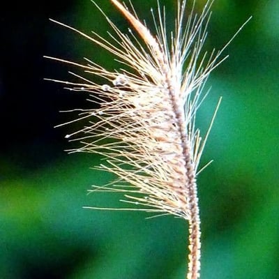 Chloris virgata — flower