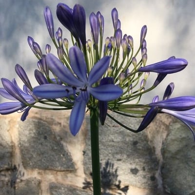 Agapanthus praecox — flower