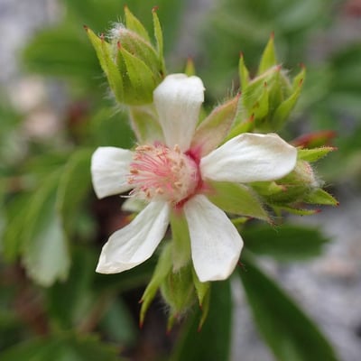 Potentilla caulescens — flower