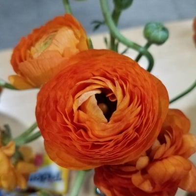 Ranunculus californicus — flower