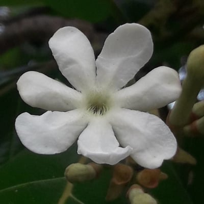 Guettarda speciosa — flower