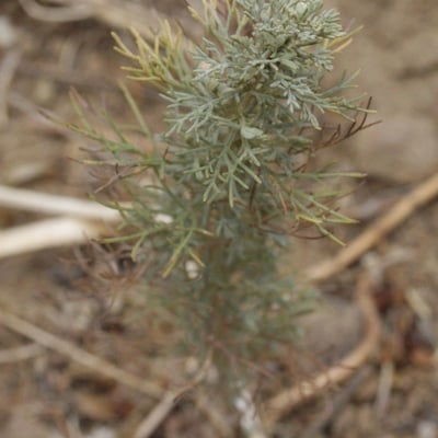 Artemisia californica — flower