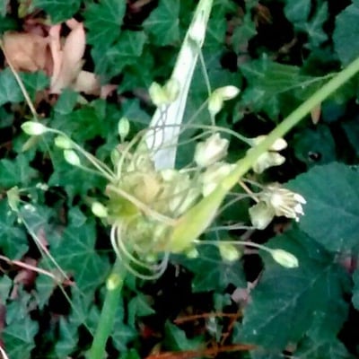 Allium oleraceum — flower