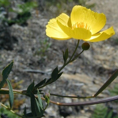 Dendromecon rigida — flower