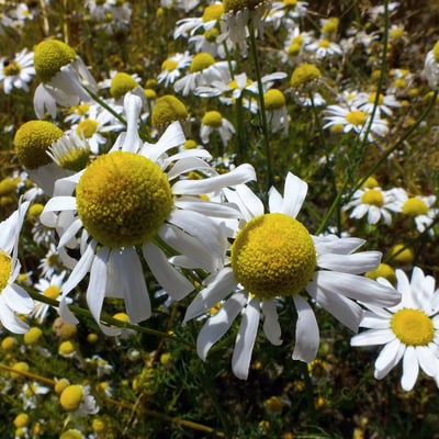 Tripleurospermum inodorum — flower