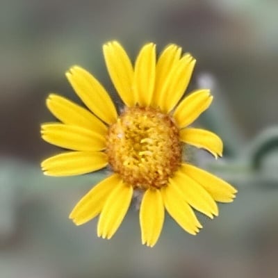 Pulicaria arabica — flower
