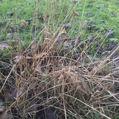 Calamagrostis canadensis — leaf