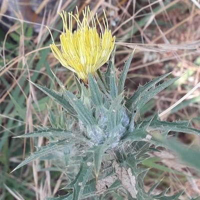 Carthamus lanatus — flower