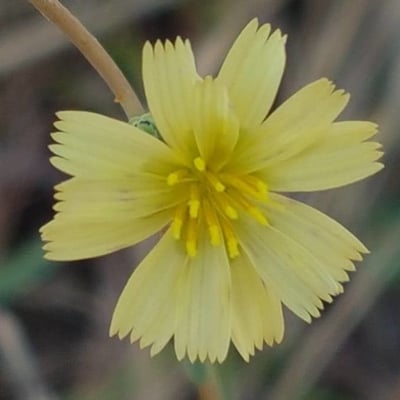 Lactuca serriola — flower
